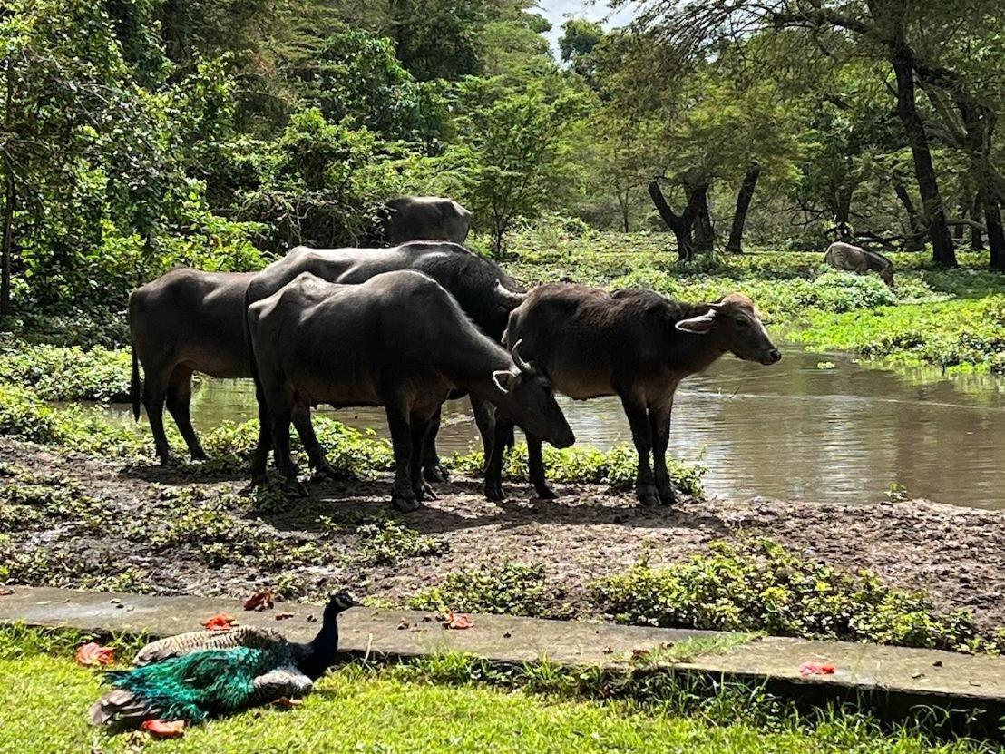 Mount Meru Game Lodge أروشا المظهر الخارجي الصورة